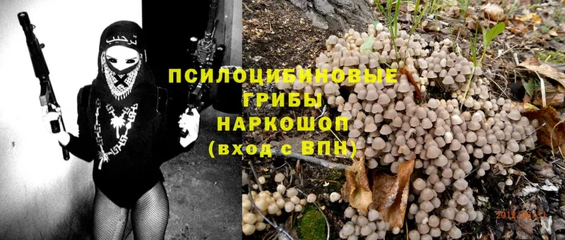 Галлюциногенные грибы Psilocybe  Абаза 